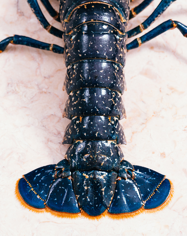 Marisqueira Azul